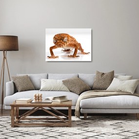 Obraz na szkle jaszczurki (70x50 cm)