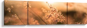 Obraz - Trawa  na słońcu (170x50 cm)