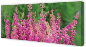 Obraz na płótnie Kwiaty Wrzosu