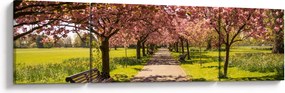 Obraz - sad czereśniowy (170x50 cm)