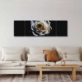 Obraz białej róży (170x50 cm)