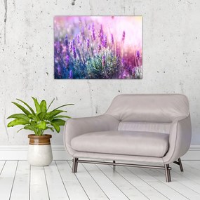 Obraz na szkle - Lawenda w słońcu (70x50 cm)