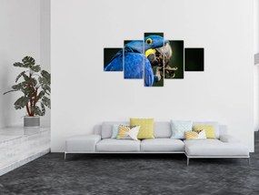 Obraz papugi (125x70 cm)