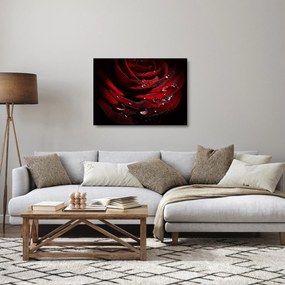 Obraz na szkle - Detal róży (70x50 cm)
