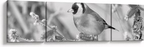 Obraz - Ptak zimą (170x50 cm)