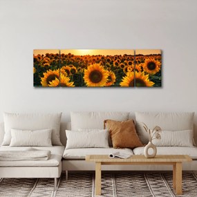 Obraz - Słonecznik (170x50 cm)