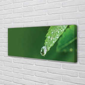 Duży obraz na płótnie Liść i Kropla Wody
