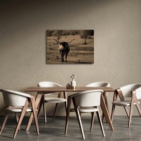 Obraz - Krowa z Teksasu (70x50 cm)
