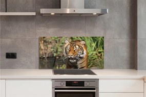 Panel szklany do Kuchni Tygrys na Leśnej Ścieżce