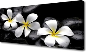 Obraz drukowany na płótnie Kwiat Plumerii w Rozkwicie