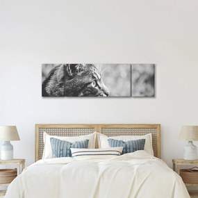 Obraz - Kot (170x50 cm)