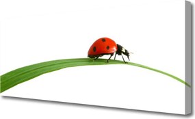 Duży obraz na płótnie Mała Biedronka w Trawie