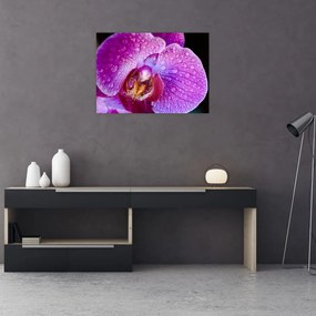 Zbliżenie kwiatu orchidei (70x50 cm)