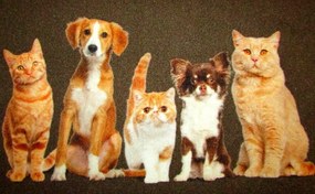 Wycieraczka Deco Star Kumple 50 cm x 80 cm