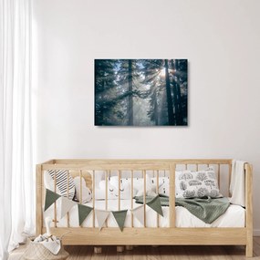 Obraz na szkle drzew, przez które prześwieca słońce (70x50 cm)