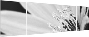 Obraz - Czarno-biały kwiat (170x50 cm)