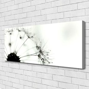 Obraz na płótnie Puszysta Kula Mniszka