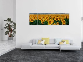 Obraz pola słoneczników (170x50 cm)