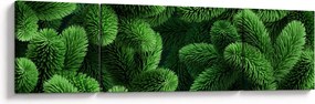 Obraz - Gałązki drzew iglastych (170x50 cm)