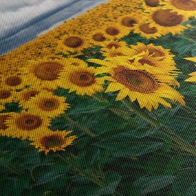 Obraz pola słoneczników (125x70 cm)