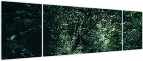Obraz - Ścieżka przez las (170x50 cm)