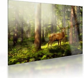 Obraz na szkle jelenia w lesie (70x50 cm)