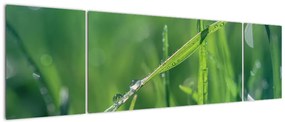 Obraz kropli rosy (170x50 cm)