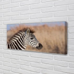 Fotoobraz na płótnie Zebra na Tle Natury