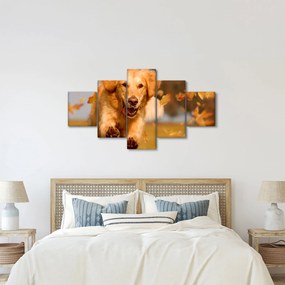 Obraz - Golden Retriever (125x70 cm)