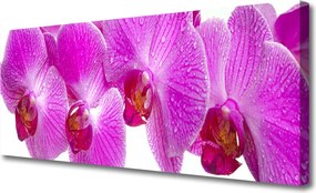 Fotoobraz na płótnie Botaniczny Ogród Kwiatowy