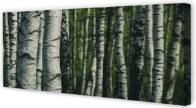 Obraz na płótnie Las Brzozowy