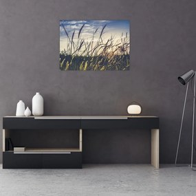 Obraz kwiatów łąkowych (70x50 cm)