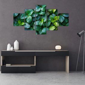 Obraz - Rośliny zielone (125x70 cm)