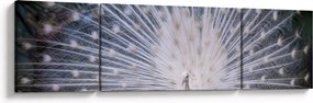 Obraz - Biały paw (170x50 cm)
