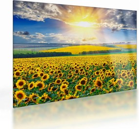 Obraz na szkle - Pole słoneczników (70x50 cm)