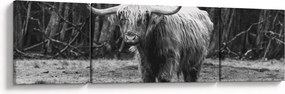 Obraz - Szkocka krowa 3, czarno - biały (170x50 cm)