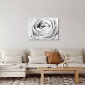 Obraz na szkle - Detal kwiatu róży (70x50 cm)