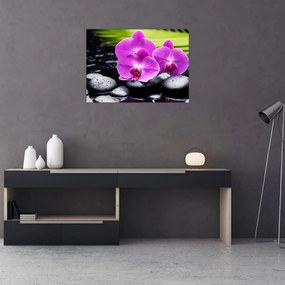 Obraz - Storczyki (70x50 cm)