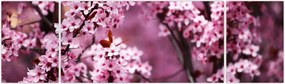 Obraz - Różowa sakura (170x50 cm)