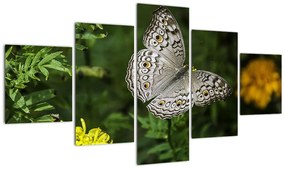 Obraz - biały motyl (125x70 cm)