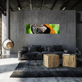 Obraz papugi (170x50 cm)