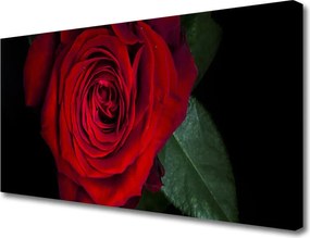 Obraz na płótnie Elegancka Róża w Zbliżeniu