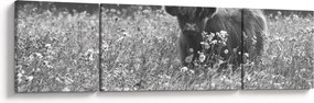 Obraz - Szkocka krowa 5, czarno - biały (170x50 cm)