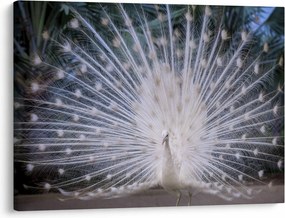 Obraz - Biały paw (70x50 cm)