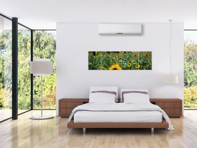 Obraz - Sunflower Field II. (170x50 cm)