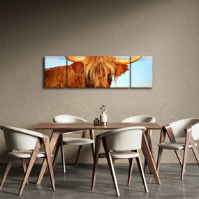 Obraz -Szkocka krowa (170x50 cm)