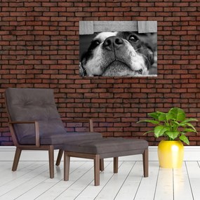 Obraz na szkle psa (70x50 cm)