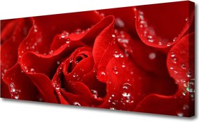 Fotoobraz na płótnie Dzika Róża w Rozkwicie