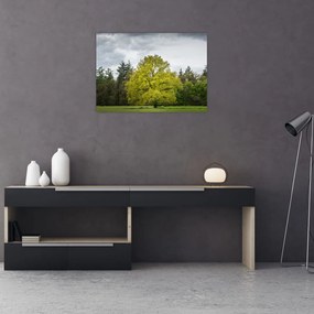 Obraz zielonego drzewa na środku pola (70x50 cm)