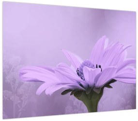 Obraz - Fioletowy kwiat (70x50 cm)